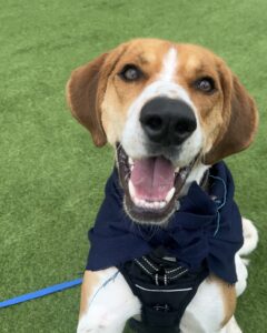 Pet Image